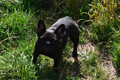Étalon Bouledogue français - Princesse leia De La Caverne Des Trolls
