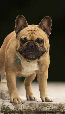 Étalon Bouledogue français - Uranus du Domaine de Floyd et Louna