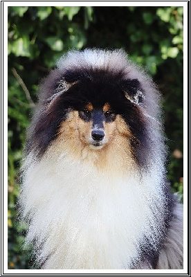 Étalon Colley à poil long - Valse brune du bois des amazones