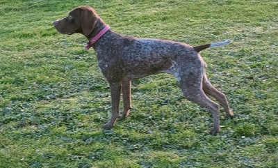 Étalon Braque français, type Pyrenees (petite taille) - Thya Des Côteaux de l'Autonne