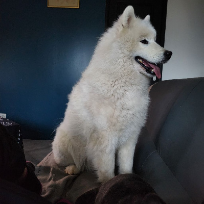 Étalon Samoyède - Schka (Sans Affixe)