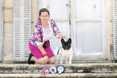 Étalon Bouledogue français - CH. Vicomte von'helmuth De L'Idylle Sacrée