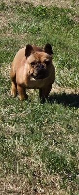 Étalon Bouledogue français - Valdis Des Gladiateurs De L'est