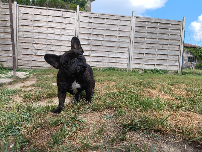 Étalon Bouledogue français - Ulya tcha tcha tcha De La Futaie Des Merveilles