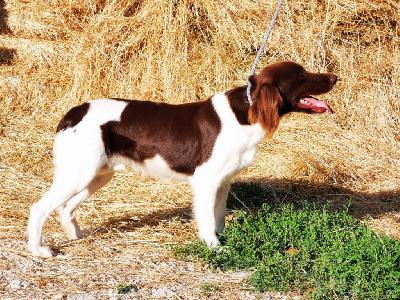Étalon Petit Epagneul de Münster - Phoebe island de la Couvélie