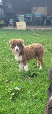 Étalon Berger Américain Miniature - Very beauty bella Du Domaine Du Clos Australien