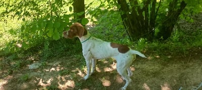 Étalon Braque français, type Pyrenees (petite taille) - Vixy Des Côteaux de l'Autonne