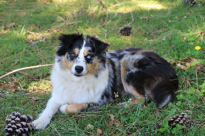 Étalon Berger Américain Miniature - Sansa Lanka Fire