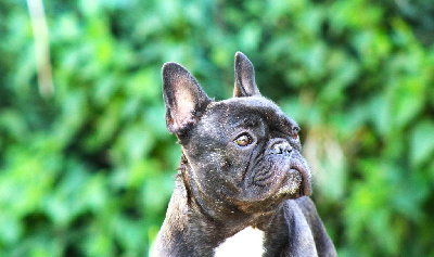 Étalon Bouledogue français - Ti amo gucci Des Perles De Culture D'Akoya