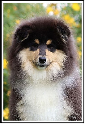 Étalon Colley à poil long - After eight du bois des amazones