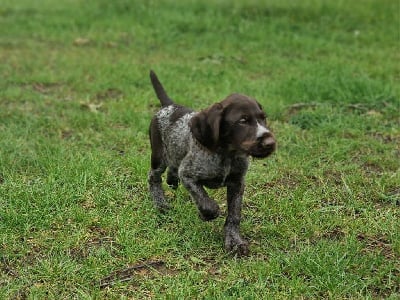 Étalon Chien d'arrêt allemand à poil dur - Artemis Vom hundegeläut