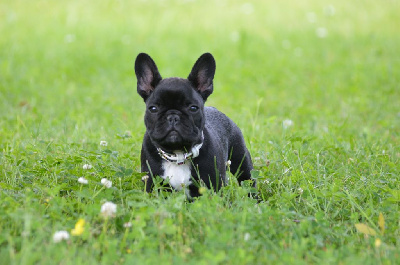 Étalon Bouledogue français - Apollinaire guillaume de l'Or Noir De Paris