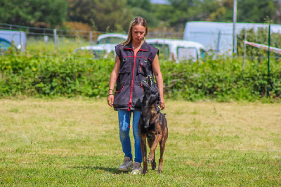 Étalon Berger Belge - paradis parti Psycho