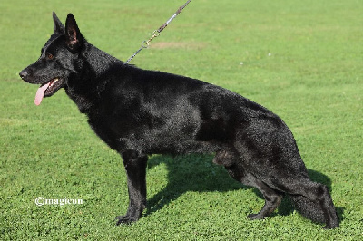 Étalon Berger Allemand - Vax vom hierschenwieshof