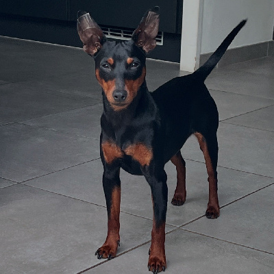 Étalon Pinscher nain - Vick (Sans Affixe)