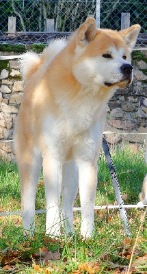 Étalon Akita - P'akamaru noa no hakobune