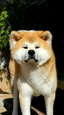 Étalon Akita - S'ruyjin du Temple des Shoguns