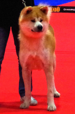 Étalon Akita - Taka no hana De mousashi tenkoh