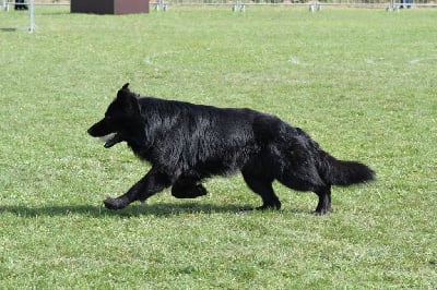 Étalon Berger Allemand Poil Long - Petit ours Du normont