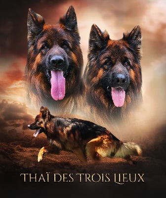 Étalon Berger Allemand Poil Long - CH. Thai Des Trois Lieux
