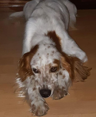 Étalon Setter Gordon - Nymbus (Sans Affixe)