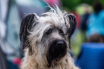 Étalon Skye Terrier - CH. Volt Of The Chives Castle
