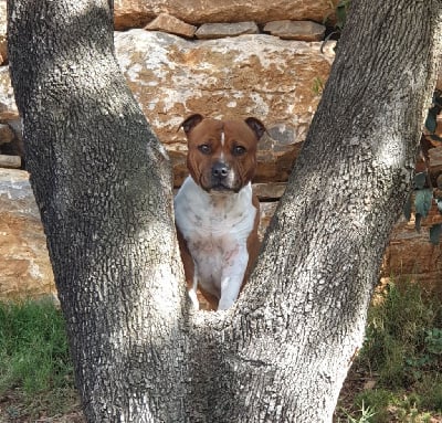Étalon Staffordshire Bull Terrier - phoenix