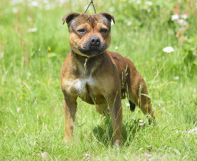 Étalon Staffordshire Bull Terrier - Tais Of Triumph Staffords