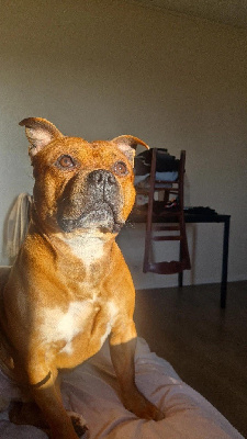 Étalon Staffordshire Bull Terrier - Ulysse (Sans Affixe)