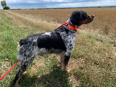 Étalon Epagneul Breton - Pako De la plaine du Romont