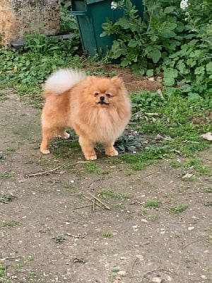 Étalon Spitz allemand - Crazy charms tyrion (Sans Affixe)