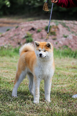 Étalon Akita - Idaina koun no seishin Le Domaine D'Ulysse