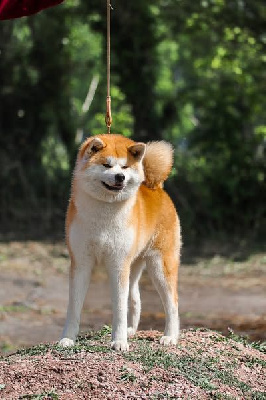 Étalon Akita - CH. Hanabi Le Domaine D'Ulysse