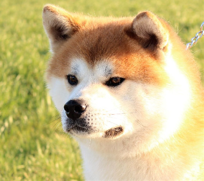 Étalon Akita - grayan hoshi higasi Odzukivan and only