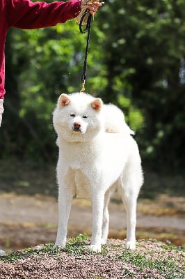 Étalon Akita - CH. Minfilia (Sans Affixe)