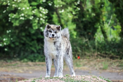 Étalon Akita - Hanako go kimiko Le Domaine D'Ulysse