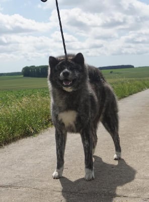 Étalon Akita - Ryukyu nagasaki Shibuya No Tani