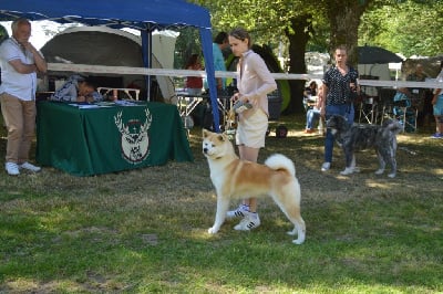 Étalon Akita - CH. Mizu go tokimitsu