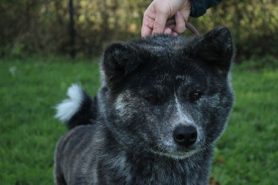 Étalon Akita - Karasu Le Domaine D'Ulysse