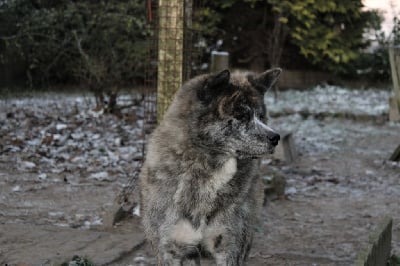 Étalon Akita - Okita (Sans Affixe)