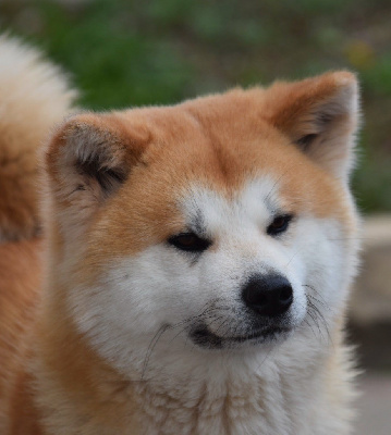 Étalon Akita - Chika Go kurume hirose