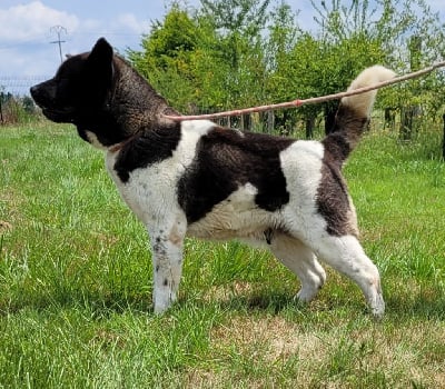 Étalon Akita americain - Need for freedom du Haras des Pierres de Lune