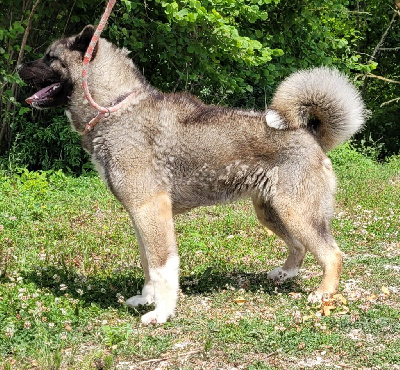 Étalon Akita americain - Tara Des Centaures Du Mont Pelion