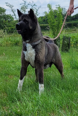 Étalon Akita americain - Ranna Des marais de courmont