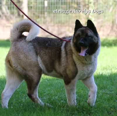 Étalon Akita americain - Amira of royal imperator