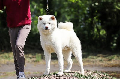 Étalon Akita - Tenshiyo Kensha Ushio yoshino