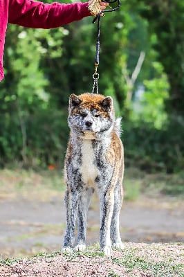 Étalon Akita - CH. Nezuko go Le Domaine D'Ulysse