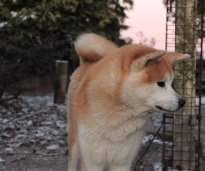 Étalon Akita - Kaguya hime Of Kaerizaki