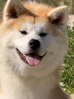 Étalon Akita - Shiva Le Domaine D'Ulysse