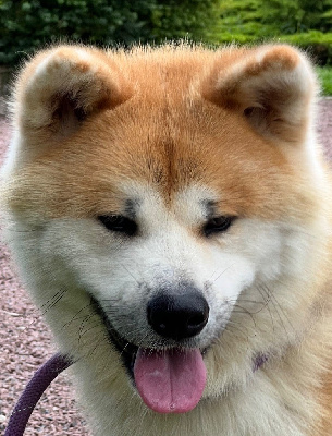 Étalon Akita - Taka no hana De mousashi tenkoh